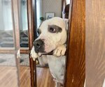 Small #3 American Pit Bull Terrier Mix