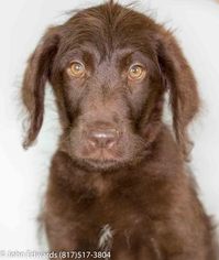 Labradoodle Puppy for sale in MERIDIAN, TX, USA