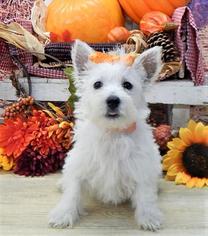 West Highland White Terrier Puppy for sale in ORO VALLEY, AZ, USA