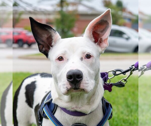 Medium Photo #2 Mutt Puppy For Sale in Mundelein, IL, USA