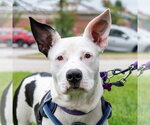 Small Photo #2 Mutt Puppy For Sale in Mundelein, IL, USA