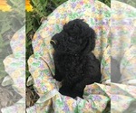 Small Photo #7 Labradoodle Puppy For Sale in WILTON, CA, USA