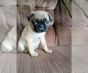 Medium Pug