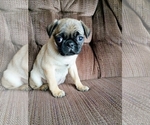 Puppy Cate Pug