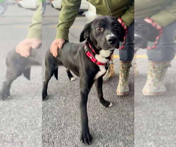 Medium Photo #8 Labrador Retriever-Unknown Mix Puppy For Sale in Boston, MA, USA