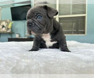 French Bulldog Puppy for sale in FORT PIERCE, FL, USA