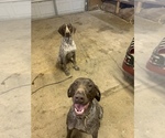 Small Photo #4 German Shorthaired Pointer Puppy For Sale in DYERSBURG, TN, USA