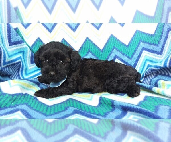 Medium Photo #5 Poodle (Toy)-Yorkshire Terrier Mix Puppy For Sale in LANCASTER, PA, USA
