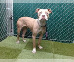 Small American Pit Bull Terrier