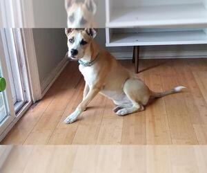 American Staffordshire Terrier-Siberian Husky Mix Dogs for adoption in San Antonio, TX, USA
