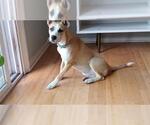 Small American Staffordshire Terrier-Siberian Husky Mix