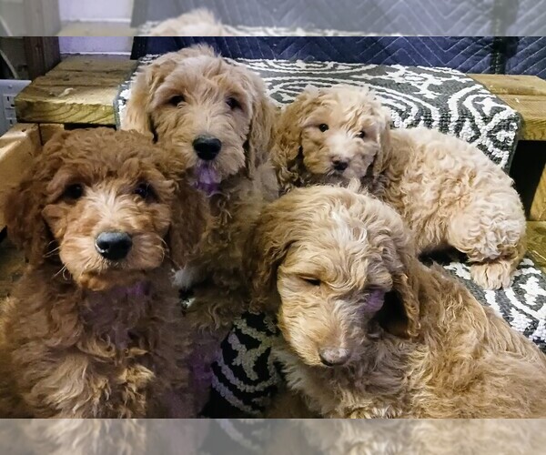 Medium Photo #6 Goldendoodle Puppy For Sale in PLAINFIELD, IN, USA