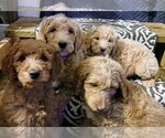Small Photo #6 Goldendoodle Puppy For Sale in PLAINFIELD, IN, USA
