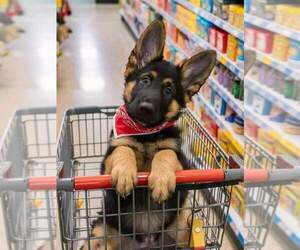 German Shepherd Dog Puppy for sale in ENOLA, PA, USA