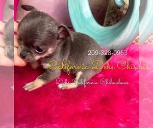 Chihuahua Puppy for Sale in TRACY, California USA