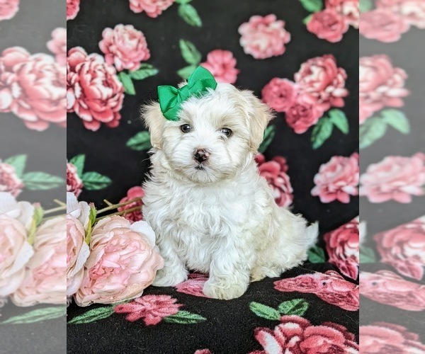 Medium Photo #2 Maltese Puppy For Sale in ATGLEN, PA, USA