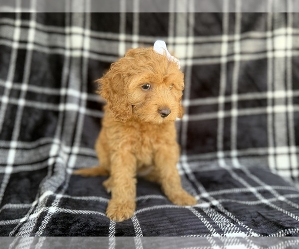 Medium Photo #5 Cock-A-Poo Puppy For Sale in LAKELAND, FL, USA