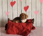 Small Photo #4 Dachshund Puppy For Sale in WILLARD, OH, USA