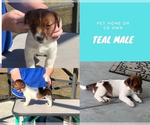 Jack Russell Terrier Puppy for sale in OCALA, FL, USA