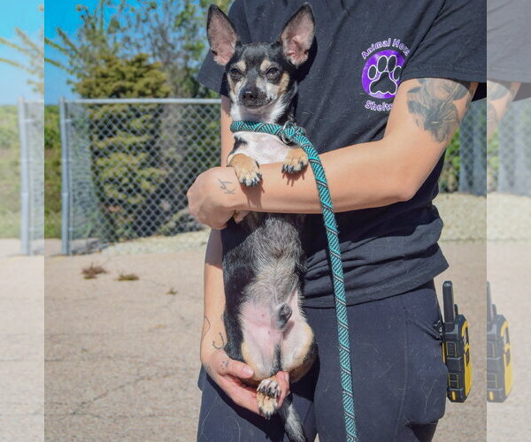 Medium Photo #3 Chiweenie Puppy For Sale in Huntley, IL, USA