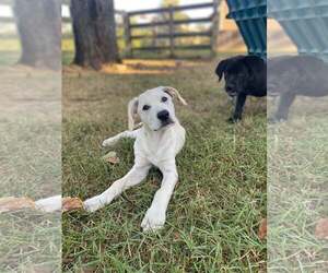 Sylvan - Male Labrador Retriever-Unknown Mix Dog for Adoption - Photo #3