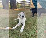 Small Photo #3 Labrador Retriever-Unknown Mix Puppy For Sale in Alexander, AR, USA