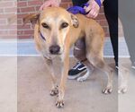 Small #3 Labrador Retriever Mix
