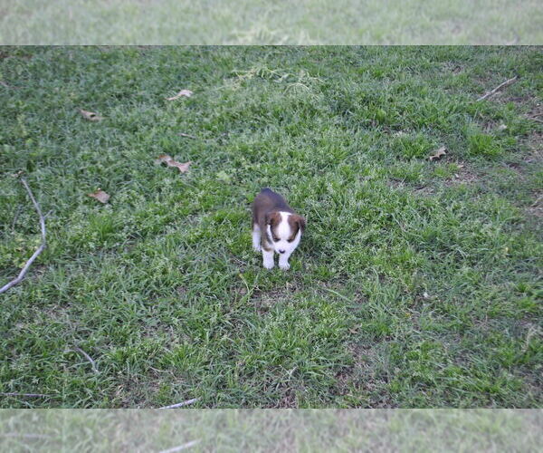 Medium Photo #2 Miniature Australian Shepherd Puppy For Sale in SWAN, TX, USA