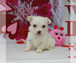 Small Photo #9 Maltese Puppy For Sale in CHANUTE, KS, USA
