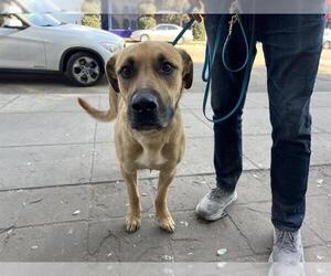 Medium German Shepherd Dog Mix