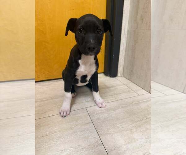 Medium Photo #2 Pointer-Unknown Mix Puppy For Sale in Pompano Beach , FL, USA