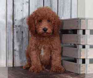 Poodle (Miniature) Puppy for sale in MOUNT VERNON, OH, USA