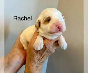 Australian Labradoodle Puppy for sale in MOUNT JACKSON, VA, USA