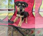 Small German Shepherd Dog Mix