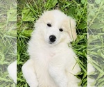 Small #15 Maremma Sheepdog