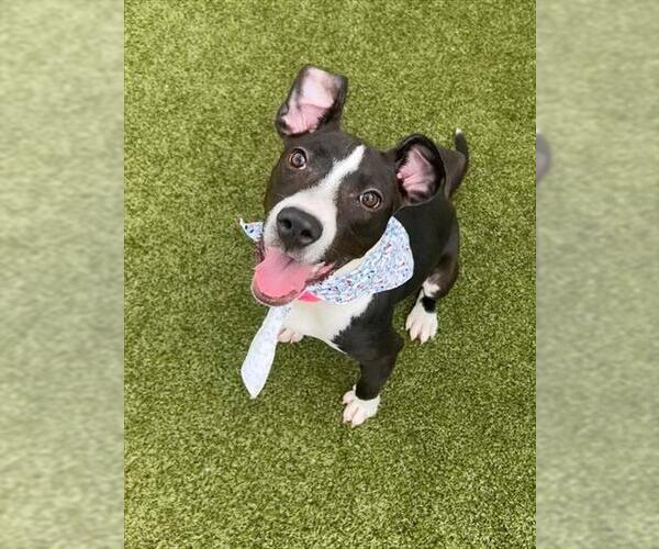 Medium Photo #3 Mutt Puppy For Sale in Fayetteville, NC, USA