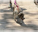 Small #1 Beagle Mix