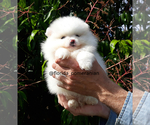 Small Photo #17 Pomeranian Puppy For Sale in PALM BCH GDNS, FL, USA