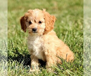 Cavapoo Puppy for sale in BIRD IN HAND, PA, USA