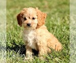 Small Cavapoo