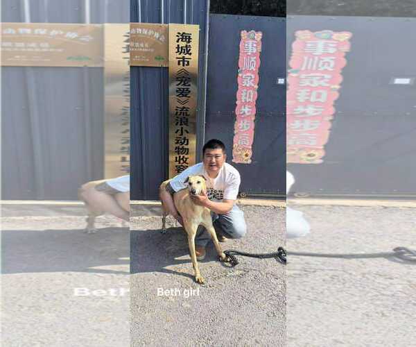 Medium Photo #5 Greyhound Puppy For Sale in Cherry Hill, NJ, USA