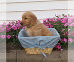 Small Photo #21 English Cream Golden Retriever Puppy For Sale in ATHENS, WI, USA