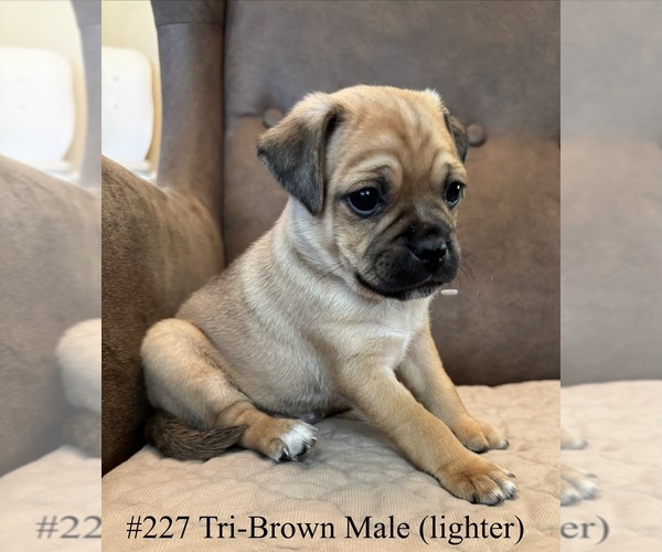 Medium Photo #1 Jug Puppy For Sale in LOOMIS, CA, USA