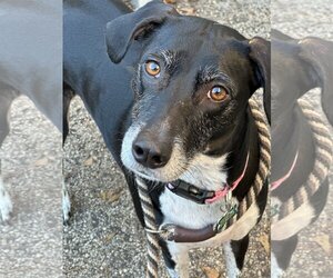 German Shorthaired Lab Dogs for adoption in Houston, TX, USA