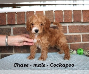 Cockapoo (Miniature) Puppy for sale in CLARKRANGE, TN, USA