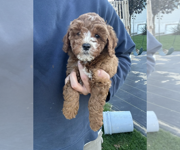 Medium Photo #4 Goldendoodle (Miniature) Puppy For Sale in MILWAUKEE, WI, USA
