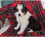 Small #15 Australian Shepherd