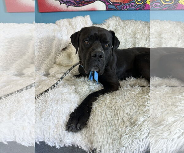 Medium Photo #2 Mastiff Puppy For Sale in Goodyear, AZ, USA