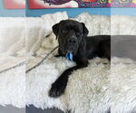Small #1 Mastiff