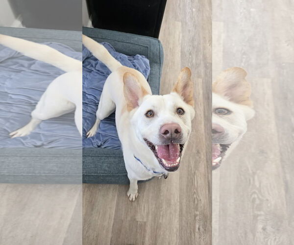 Medium Photo #8 Unknown-white german shepherd Mix Puppy For Sale in Rockaway, NJ, USA